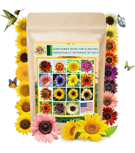 Amazon.com : 1351- Purple Giant Sunflower..Rare..7 Seeds